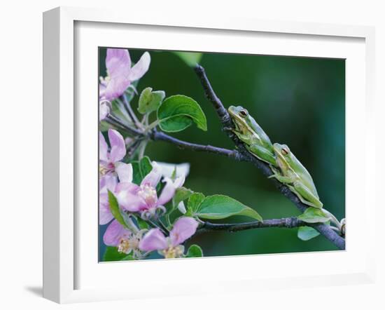 Two Frogs on Branch-Nancy Rotenberg-Framed Photographic Print