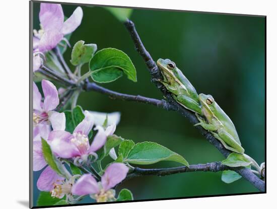 Two Frogs on Branch-Nancy Rotenberg-Mounted Photographic Print