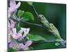 Two Frogs on Branch-Nancy Rotenberg-Mounted Photographic Print