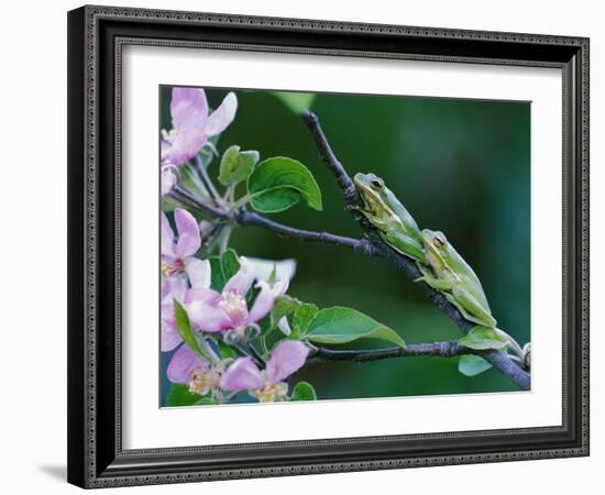 Two Frogs on Branch-Nancy Rotenberg-Framed Photographic Print