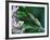 Two Frogs on Branch-Nancy Rotenberg-Framed Photographic Print