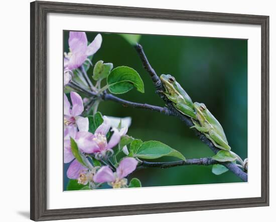 Two Frogs on Branch-Nancy Rotenberg-Framed Photographic Print