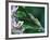 Two Frogs on Branch-Nancy Rotenberg-Framed Photographic Print