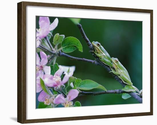 Two Frogs on Branch-Nancy Rotenberg-Framed Photographic Print