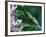 Two Frogs on Branch-Nancy Rotenberg-Framed Photographic Print