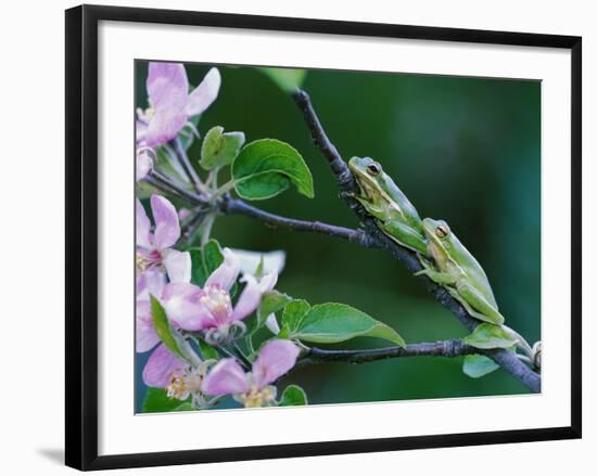 Two Frogs on Branch-Nancy Rotenberg-Framed Photographic Print