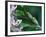 Two Frogs on Branch-Nancy Rotenberg-Framed Photographic Print