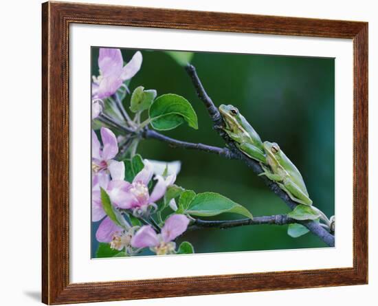 Two Frogs on Branch-Nancy Rotenberg-Framed Photographic Print