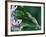 Two Frogs on Branch-Nancy Rotenberg-Framed Photographic Print