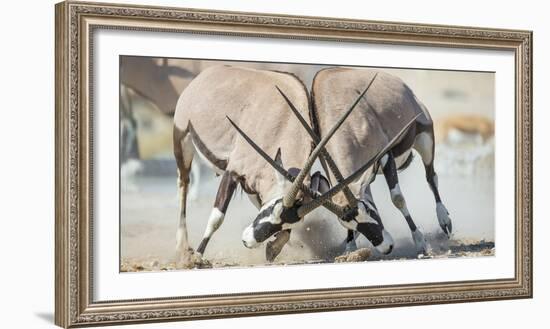 Two Gemsbok Bulls (Oryx Gazella) Males Fighitng, Etosha National Park, Namibia-Wim van den Heever-Framed Photographic Print