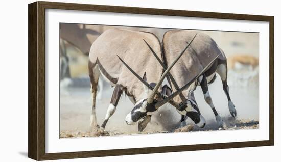 Two Gemsbok Bulls (Oryx Gazella) Males Fighitng, Etosha National Park, Namibia-Wim van den Heever-Framed Photographic Print