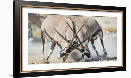 Two Gemsbok Bulls (Oryx Gazella) Males Fighitng, Etosha National Park, Namibia-Wim van den Heever-Framed Photographic Print