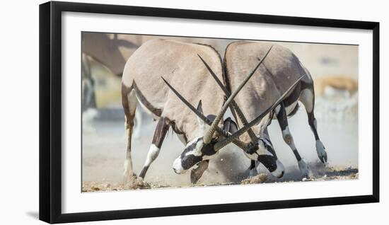 Two Gemsbok Bulls (Oryx Gazella) Males Fighitng, Etosha National Park, Namibia-Wim van den Heever-Framed Photographic Print