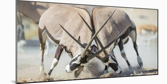 Two Gemsbok Bulls (Oryx Gazella) Males Fighitng, Etosha National Park, Namibia-Wim van den Heever-Mounted Photographic Print