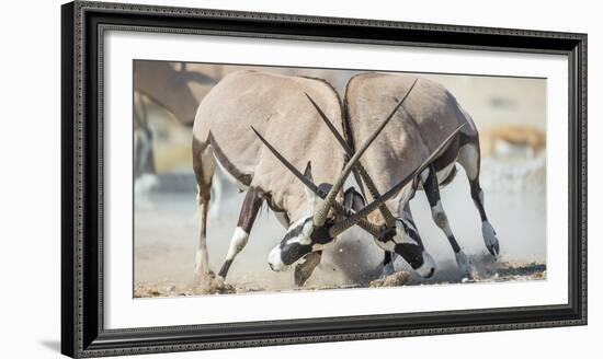 Two Gemsbok Bulls (Oryx Gazella) Males Fighitng, Etosha National Park, Namibia-Wim van den Heever-Framed Photographic Print