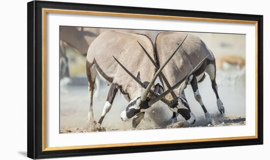 Two Gemsbok Bulls (Oryx Gazella) Males Fighitng, Etosha National Park, Namibia-Wim van den Heever-Framed Photographic Print