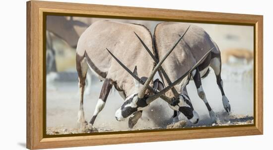 Two Gemsbok Bulls (Oryx Gazella) Males Fighitng, Etosha National Park, Namibia-Wim van den Heever-Framed Premier Image Canvas