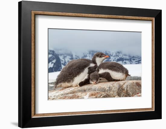 Two Gentoo penguin chicks sleeping huddled together, Antarctica-Franco Banfi-Framed Photographic Print