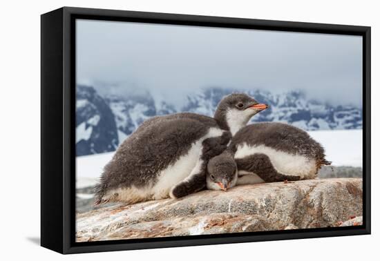 Two Gentoo penguin chicks sleeping huddled together, Antarctica-Franco Banfi-Framed Premier Image Canvas