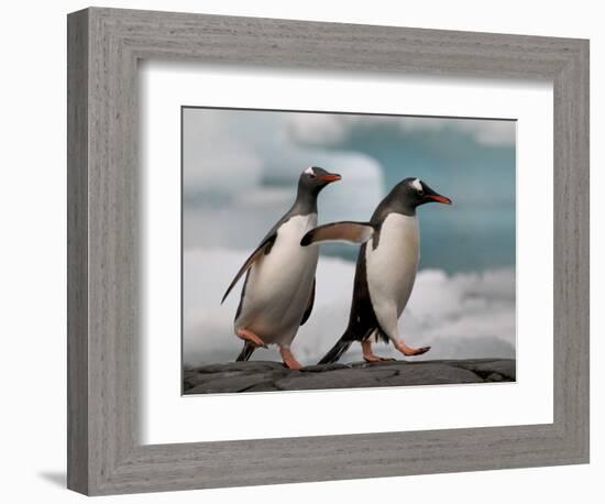 Two Gentoo Penguins-Darrell Gulin-Framed Photographic Print