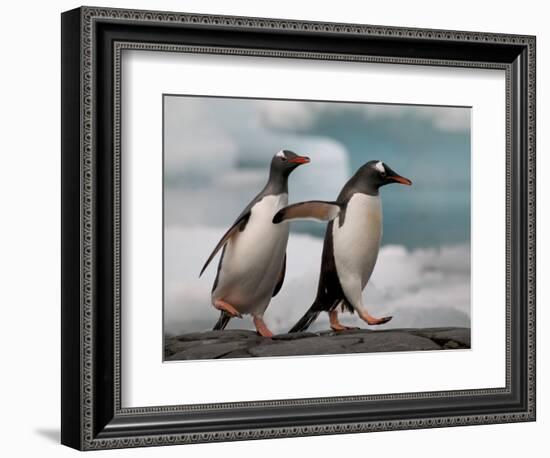 Two Gentoo Penguins-Darrell Gulin-Framed Photographic Print