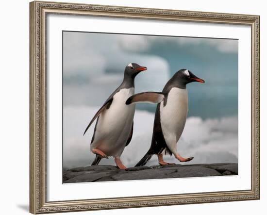 Two Gentoo Penguins-Darrell Gulin-Framed Photographic Print