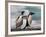 Two Gentoo Penguins-Darrell Gulin-Framed Photographic Print