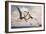 Two Geosternbergia Pterosaurs Fighting over Small Fish-null-Framed Art Print