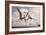 Two Geosternbergia Pterosaurs Fighting over Small Fish-null-Framed Art Print