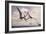 Two Geosternbergia Pterosaurs Fighting over Small Fish-null-Framed Art Print