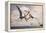 Two Geosternbergia Pterosaurs Fighting over Small Fish-null-Framed Stretched Canvas