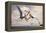 Two Geosternbergia Pterosaurs Fighting over Small Fish-null-Framed Stretched Canvas