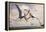 Two Geosternbergia Pterosaurs Fighting over Small Fish-null-Framed Stretched Canvas