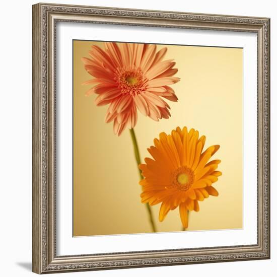 Two Gerbera Daisies-null-Framed Photographic Print