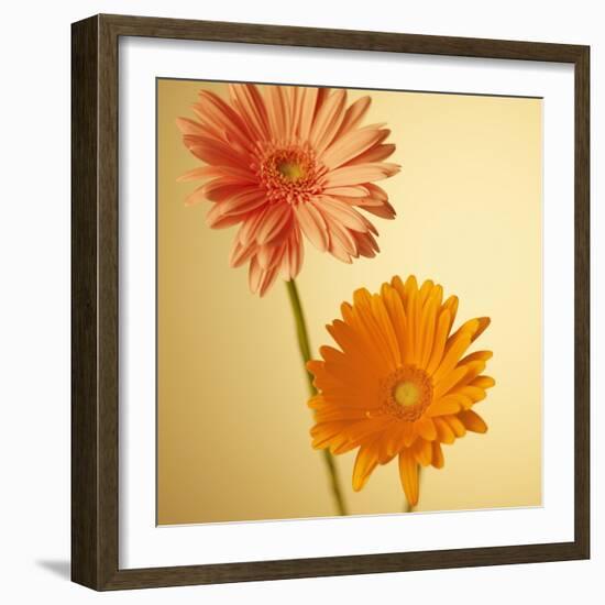 Two Gerbera Daisies-null-Framed Photographic Print