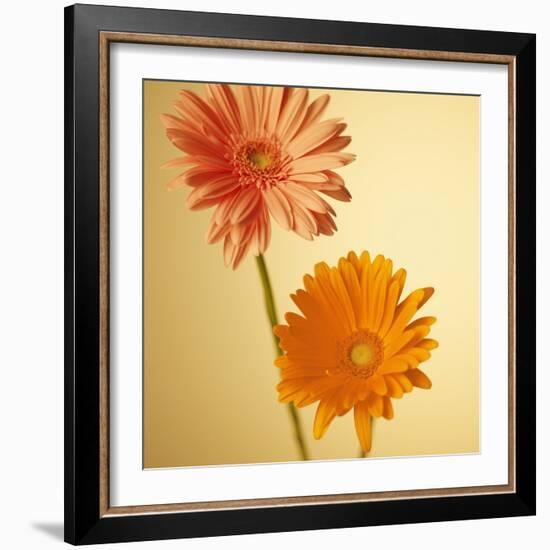 Two Gerbera Daisies-null-Framed Photographic Print