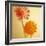 Two Gerbera Daisies-null-Framed Photographic Print