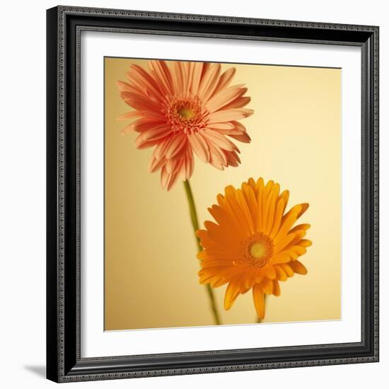 Two Gerbera Daisies-null-Framed Photographic Print