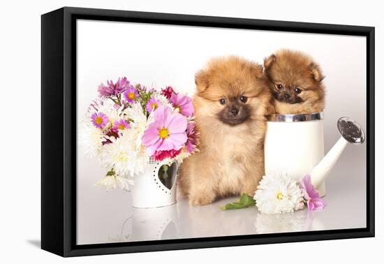 Two German (Pomeranian) Spitz Puppies And Flowers On White Background-Lilun-Framed Premier Image Canvas