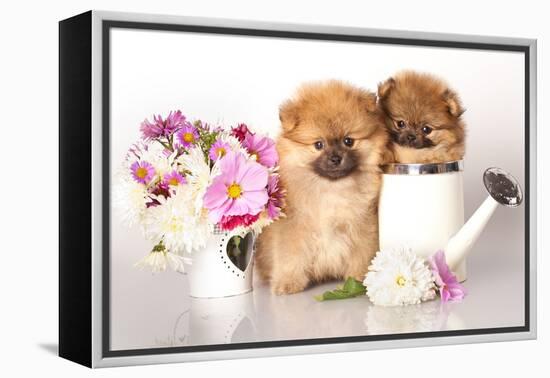 Two German (Pomeranian) Spitz Puppies And Flowers On White Background-Lilun-Framed Premier Image Canvas