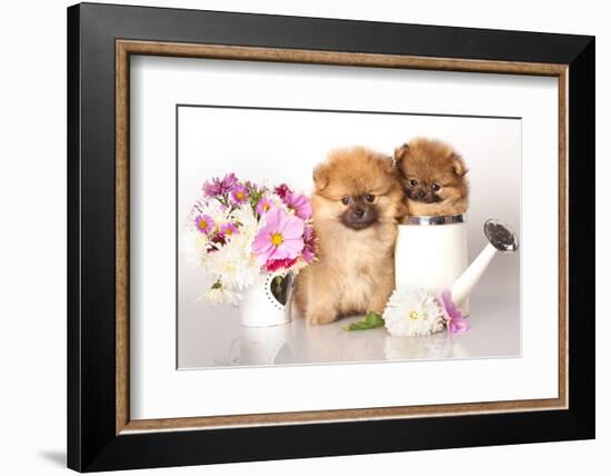 Two German (Pomeranian) Spitz Puppies And Flowers On White Background-Lilun-Framed Photographic Print