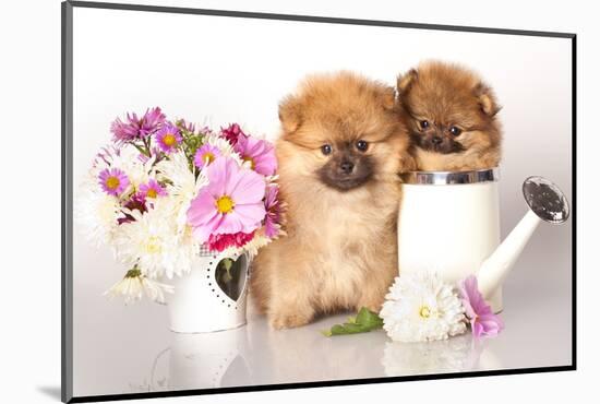 Two German (Pomeranian) Spitz Puppies And Flowers On White Background-Lilun-Mounted Photographic Print