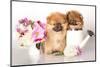 Two German (Pomeranian) Spitz Puppies And Flowers On White Background-Lilun-Mounted Photographic Print