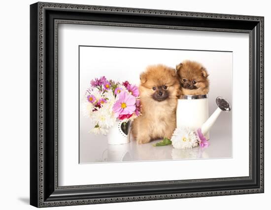 Two German (Pomeranian) Spitz Puppies And Flowers On White Background-Lilun-Framed Photographic Print