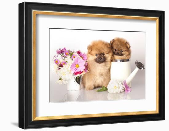 Two German (Pomeranian) Spitz Puppies And Flowers On White Background-Lilun-Framed Photographic Print