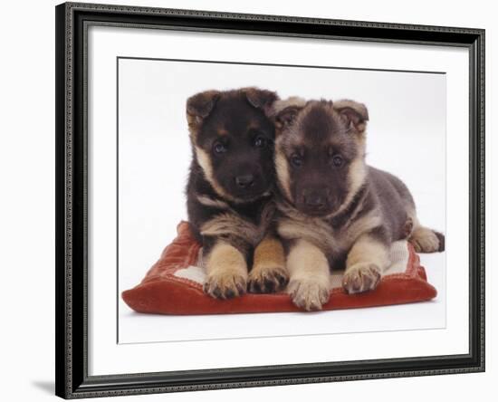Two German Shepherd Dog Alsatian Pups, 5 Weeks Old, Lying on a Pillow-Jane Burton-Framed Photographic Print