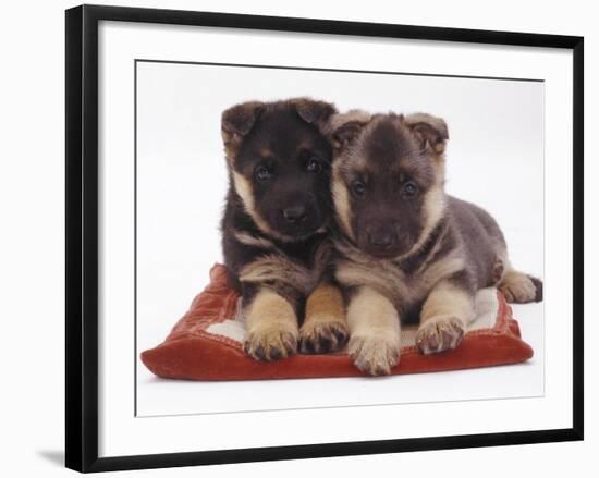 Two German Shepherd Dog Alsatian Pups, 5 Weeks Old, Lying on a Pillow-Jane Burton-Framed Photographic Print