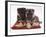 Two German Shepherd Dog Alsatian Pups, 5 Weeks Old, Lying on a Pillow-Jane Burton-Framed Photographic Print