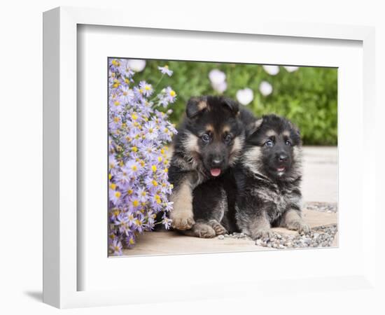 Two German Shepherd Puppies Sitting Next to Purple Daisies on a Garden Pathway, New Mexico, USA-Zandria Muench Beraldo-Framed Photographic Print