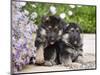 Two German Shepherd Puppies Sitting Next to Purple Daisies on a Garden Pathway, New Mexico, USA-Zandria Muench Beraldo-Mounted Photographic Print